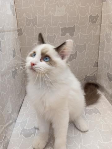 富山県のラグドール (ペットアミ宮野店/2026年2月21日生まれ/男の子/シルバーポイントバイカラー)の子猫の1枚目の画像
