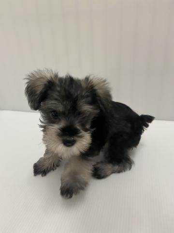 ミニチュアシュナウザー