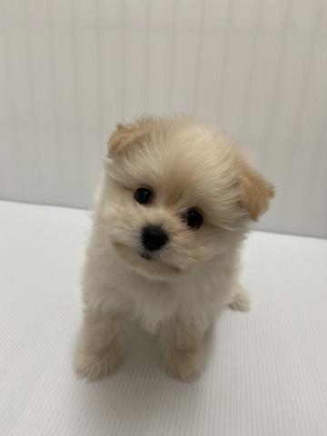 MIX