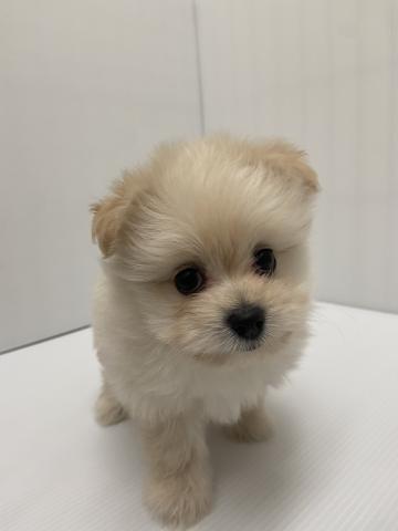 MIX