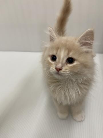 ノルウェージャンフォレストキャット