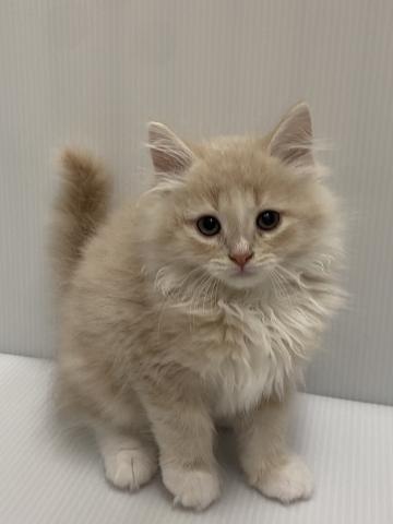 ノルウェージャンフォレストキャット