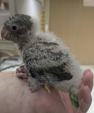 オキナインコ