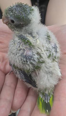 オキナインコ