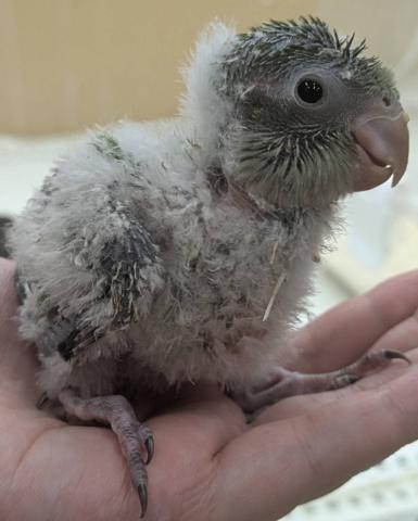 オキナインコ