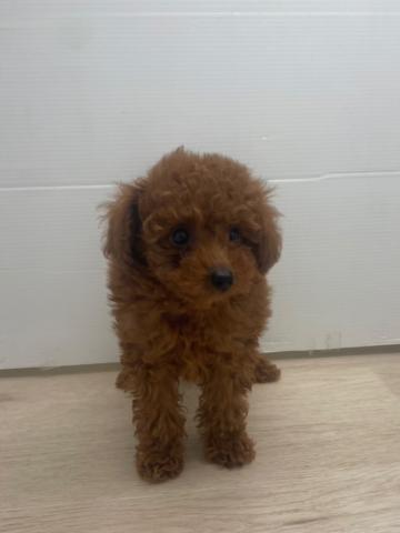 石川県のトイプードル(トイ) (ペットアミ 津幡店/2026年4月4日生まれ/男の子/レッドフォーン)の子犬の2枚目の画像