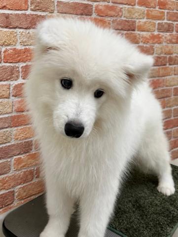 石川県のサモエド (ペットアミ 津幡店/2026年2月8日生まれ/男の子/ホワイトブラックタン)の子犬の2枚目の画像