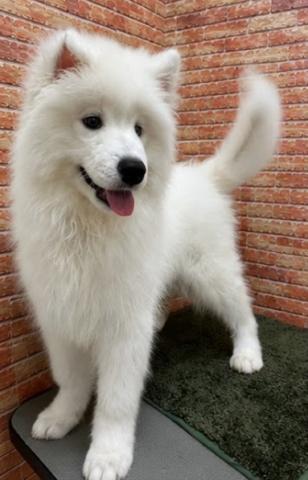 石川県のサモエド (ペットアミ 津幡店/2026年2月8日生まれ/男の子/ホワイトブラックタン)の子犬の3枚目の画像