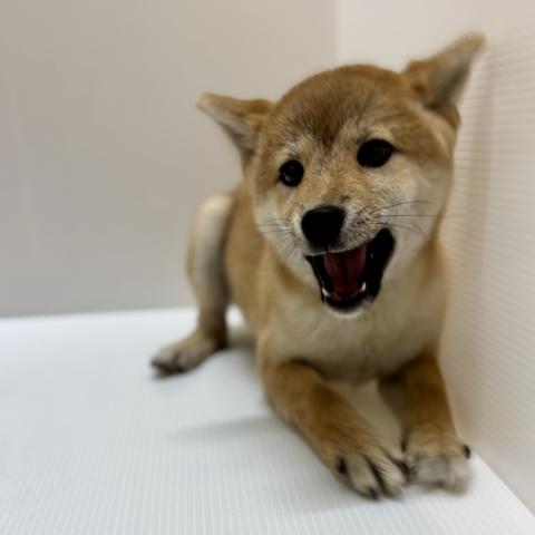柴犬