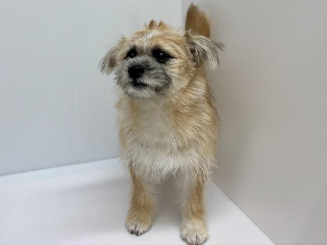 新潟県のハーフ犬・ミックス犬 (ペットアミ 加茂店/2025年11月1日生まれ/男の子/ブラウン)の子犬の2枚目の画像