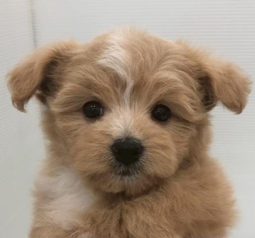 秋田県のハーフ犬・ミックス犬 (ペットアミ 本荘インター店/2026年6月12日生まれ/女の子/クリーム)の子犬