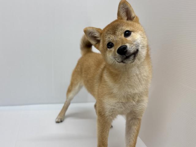 新潟県の柴犬(標準サイズ) (ペットアミ 加茂店/2026年1月2日生まれ/女の子/赤)の子犬の2枚目の画像