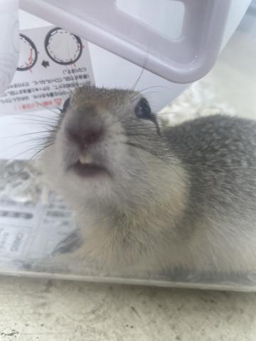 リチャードソンジリス
