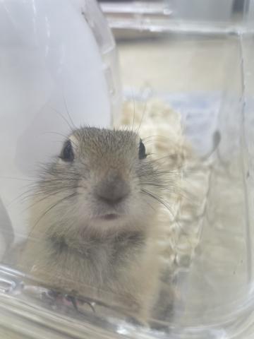 リチャードソンジリス