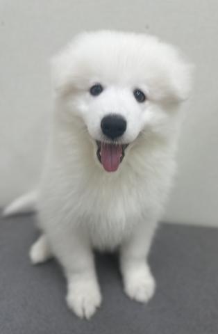 サモエド
