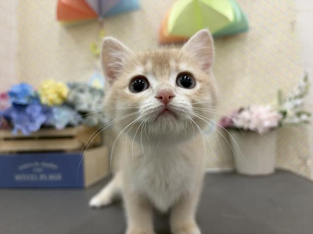 スコティッシュフォールド