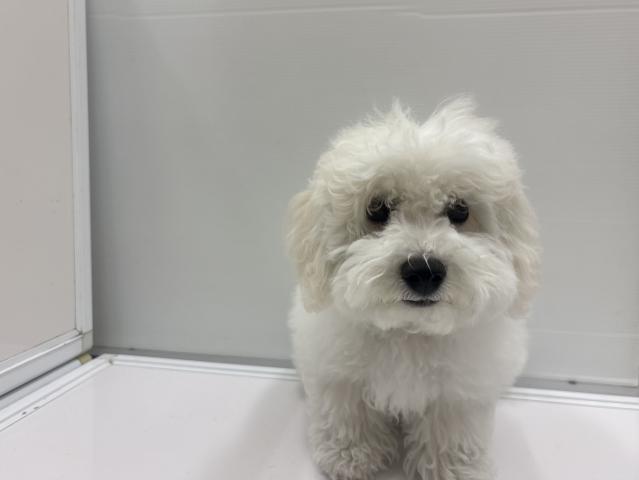 ビションフリーゼ