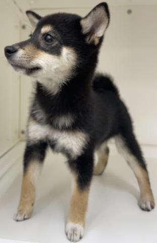 柴犬