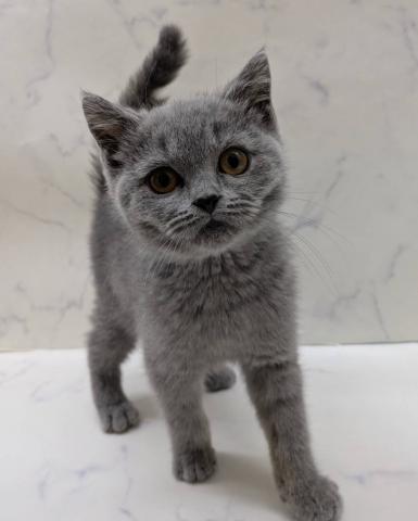 ブリティッシュショートヘア