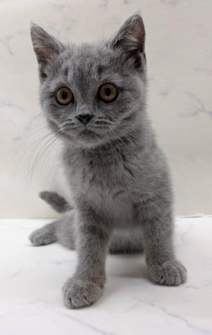 ブリティッシュショートヘア