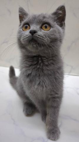 ブリティッシュショートヘア
