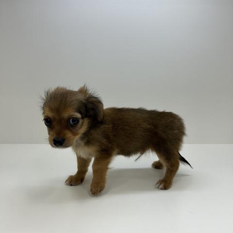 奈良県のハーフ犬・ミックス犬 (ペットアミ 田原本店/2026年3月27日生まれ/男の子/レッド)の子犬の3枚目の画像