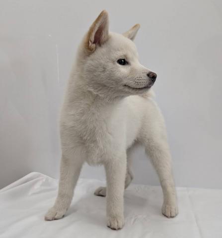 大阪府の柴犬(標準サイズ) (NICO PET Select 和泉中央店/2026年3月6日生まれ/女の子/白)の子犬の2枚目の画像