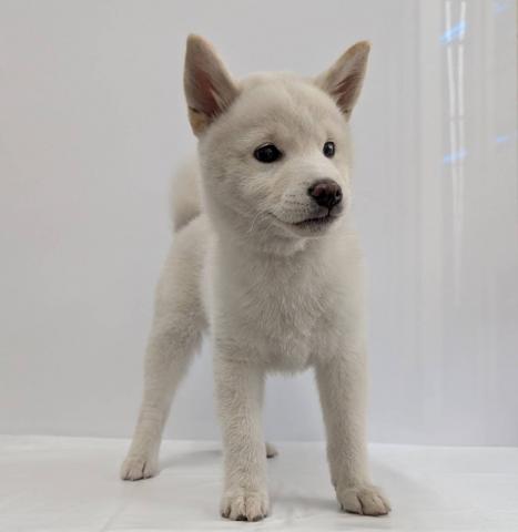 大阪府の柴犬(標準サイズ) (NICO PET Select 和泉中央店/2026年3月6日生まれ/女の子/白)の子犬の4枚目の画像