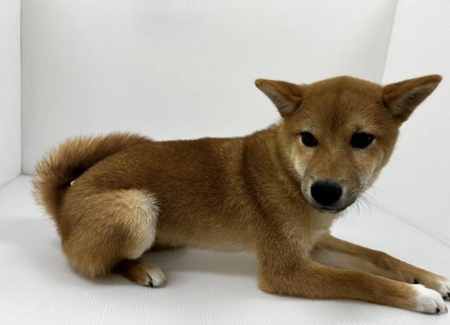 柴犬