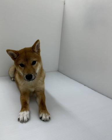 柴犬
