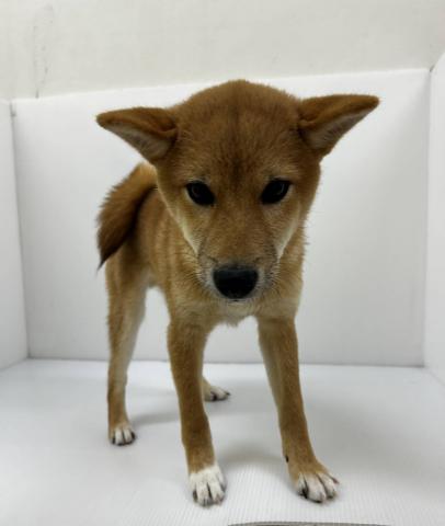 柴犬