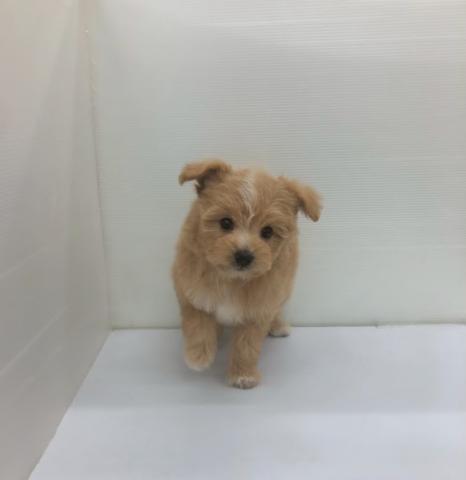 秋田県のハーフ犬・ミックス犬 (ペットアミ 本荘インター店/2026年6月12日生まれ/女の子/クリーム)の子犬の3枚目の画像