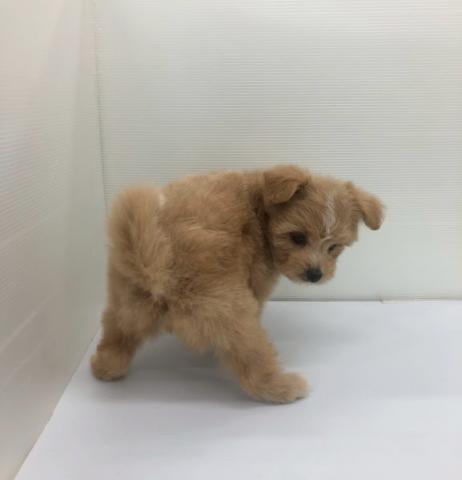 秋田県のハーフ犬・ミックス犬 (ペットアミ 本荘インター店/2026年6月12日生まれ/女の子/クリーム)の子犬の4枚目の画像