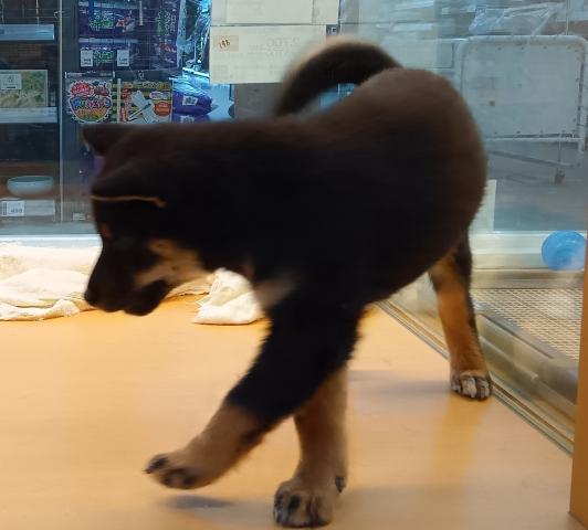 新潟県の柴犬(標準サイズ) (ペットアミ 六日町店/2026年2月6日生まれ/男の子/黒)の子犬の2枚目の画像