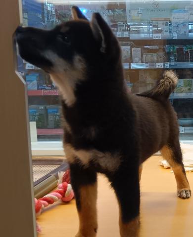 新潟県の柴犬(標準サイズ) (ペットアミ 六日町店/2026年2月6日生まれ/男の子/黒)の子犬の3枚目の画像