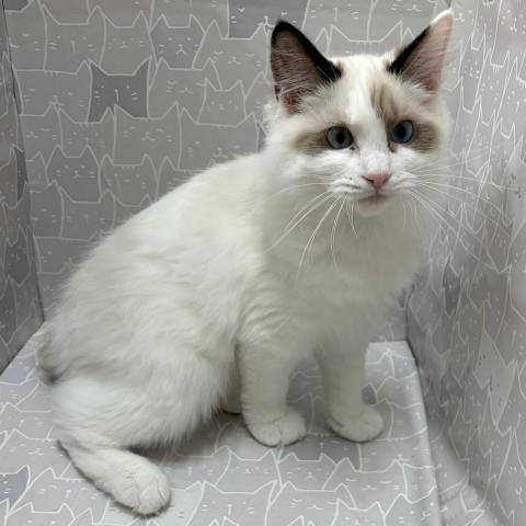 富山県のラグドール (ペットアミ宮野店/2026年2月21日生まれ/男の子/シルバーポイントバイカラー)の子猫の1枚目の画像