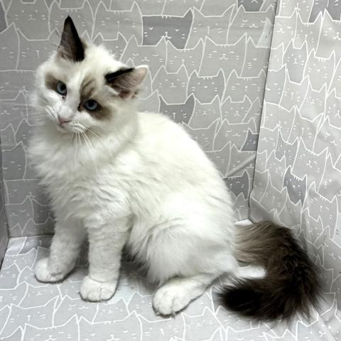 富山県のラグドール (ペットアミ宮野店/2026年2月21日生まれ/男の子/シルバーポイントバイカラー)の子猫の2枚目の画像