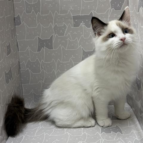 富山県のラグドール (ペットアミ宮野店/2026年2月21日生まれ/男の子/シルバーポイントバイカラー)の子猫の3枚目の画像