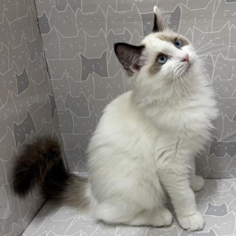 富山県のラグドール (ペットアミ宮野店/2026年2月21日生まれ/男の子/シルバーポイントバイカラー)の子猫の4枚目の画像