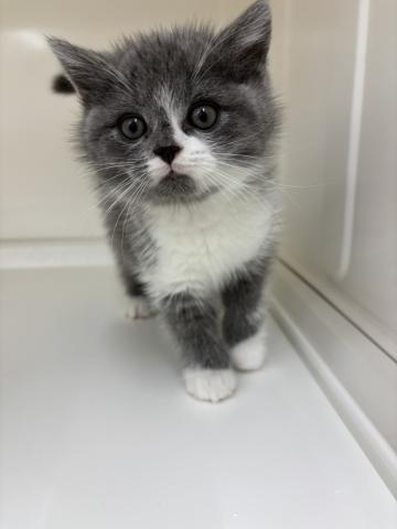 ハーフ猫(ブリティッシュS×ラガマフィン)