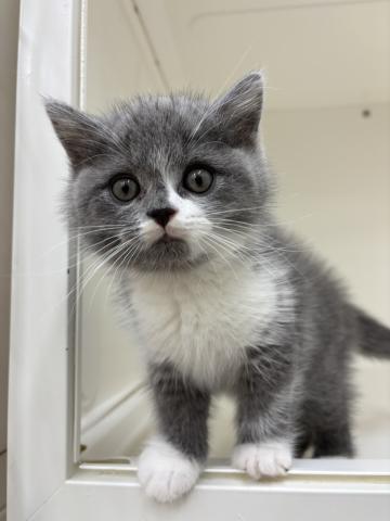 ハーフ猫(ブリティッシュS×ラガマフィン)