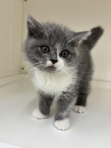 ハーフ猫(ブリティッシュS×ラガマフィン)
