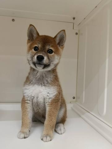 柴犬