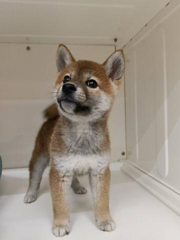 柴犬