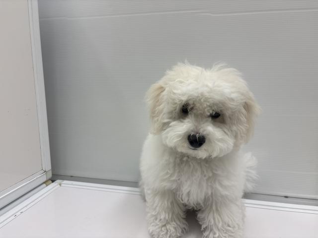 新潟県のビションフリーゼ (ペットアミ 新発田店/2026年2月21日生まれ/男の子/ホワイト)の子犬の1枚目の画像
