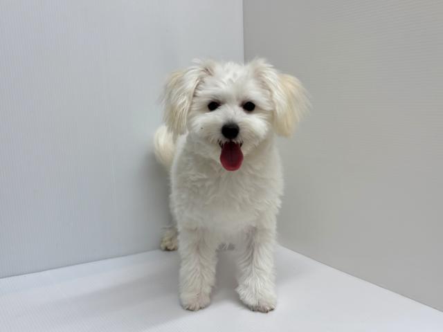 新潟県のハーフ犬・ミックス犬 (ペットアミ 加茂店/2025年11月15日生まれ/男の子/その他色)の子犬の1枚目の画像