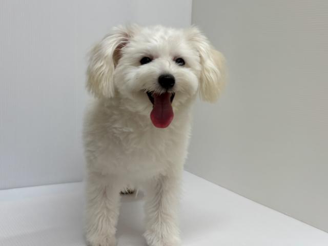 新潟県のハーフ犬・ミックス犬 (ペットアミ 加茂店/2025年11月15日生まれ/男の子/その他色)の子犬の2枚目の画像
