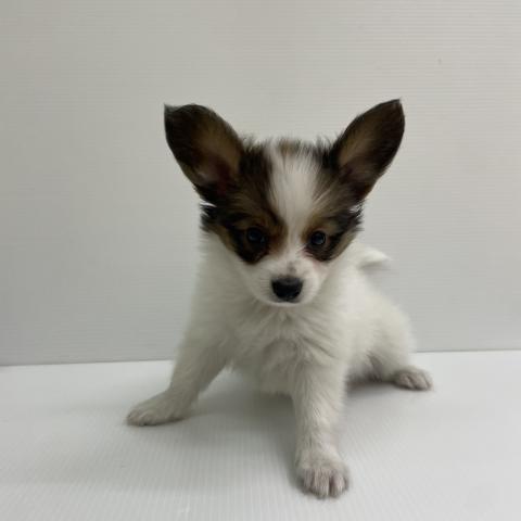 新潟県のパピヨン (ペットアミ 新発田店/2026年4月10日生まれ/男の子/ホワイトブラウン)の子犬の1枚目の画像