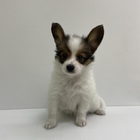 新潟県のパピヨン (ペットアミ 新発田店/2026年4月10日生まれ/男の子/ホワイトブラウン)の子犬の2枚目の画像
