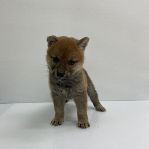 新潟県の柴犬(標準サイズ) (ペットアミ 新発田店/2026年4月11日生まれ/男の子/赤)の子犬の1枚目の画像